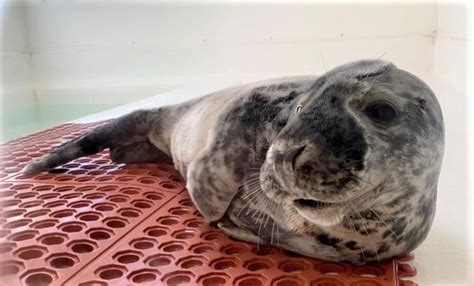 Marine Mammal Stranding Center Warns Beachgoers To Keep Safe Distance From Seals Belmarlake