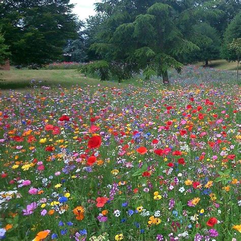 Uk 100 Wild Flower Seed Mix Annual Meadow Plants Attracts Bees