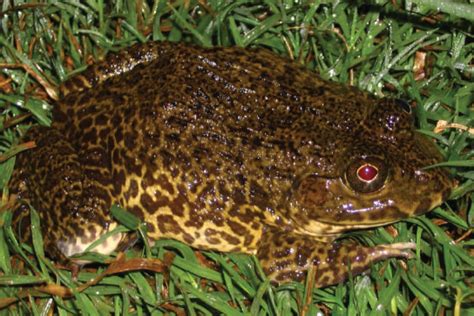 Rugosed Frog Hoplobatrachus Rugulosus