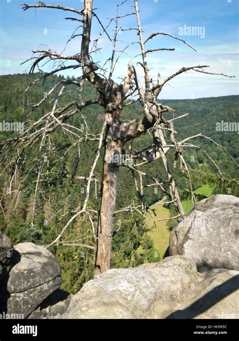 Alter Toter Baum Am Felsen Im Elbsandsteingebirge Stock Photo Alamy