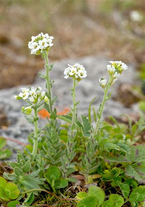 Hoary Whitlowgrass Draba Incana Stock Image C0328661 Science