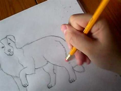 Couple drawing simple drawing group fepaex org. Drawing my Border Collie, Shyloh. - YouTube