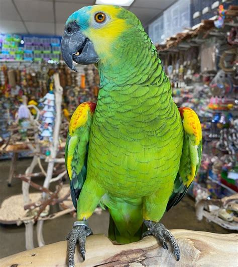 Blue Fronted Amazon For Sale Buy Blue Front Amazon Buy Amazon Parrot