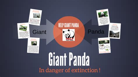 Giant Panda In Danger Of Extinction By Karolina Marcinkiewicz