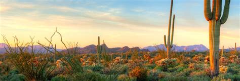 1290 west prince road tucson, az 85705. Luxury Wellness Spa Retreat in Tucson, Arizona | Canyon Ranch