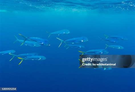 Mahi Mahi Fish Photos And Premium High Res Pictures Getty Images