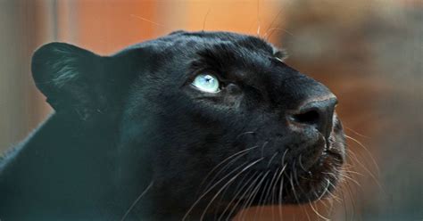 Image Result For Zwarte Panter Black Panthers Feline Color Img