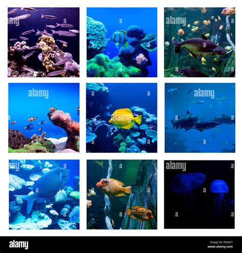 Collage Of Underwater Photos Collection Of Tropical Fishes Stock Photo