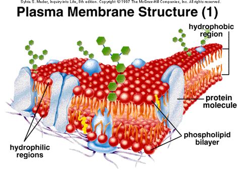 All animal cells contain organelles. 4_GB1_LearnRes_Ch03