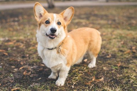 How Much Do Corgis Cost Prices And Expenses Calculated