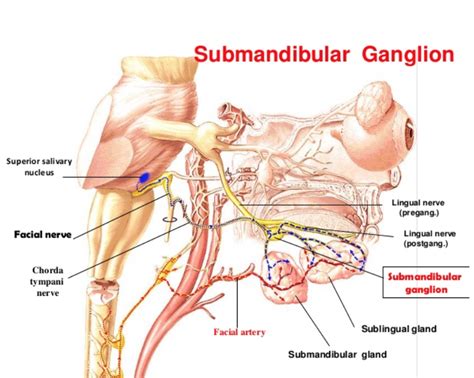 Human Anatomy Lessons Submandibular Salivary Gland