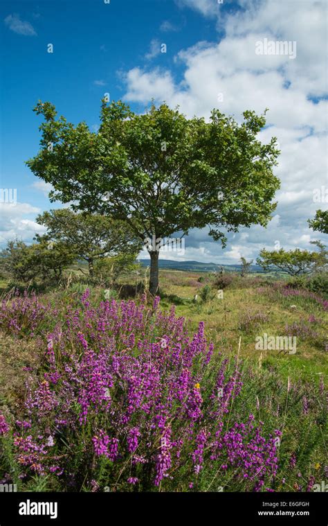 Heather On Moorland In British National Park Stock Photo Alamy