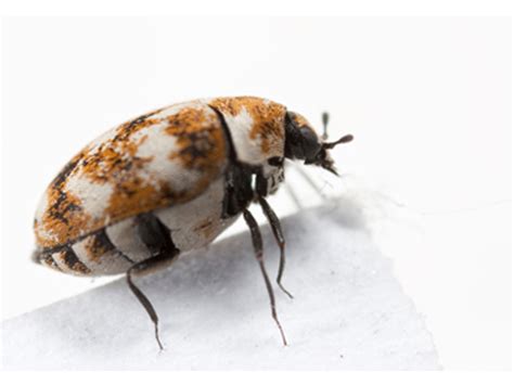 Carpet Beetle Control S Australia Carpet Vidalondon