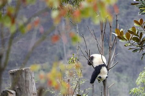 Giant Pandas Are No Longer Endangered China Says