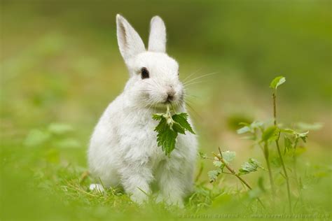 Cute White Rabbit Roeselien Raimond Nature Photography