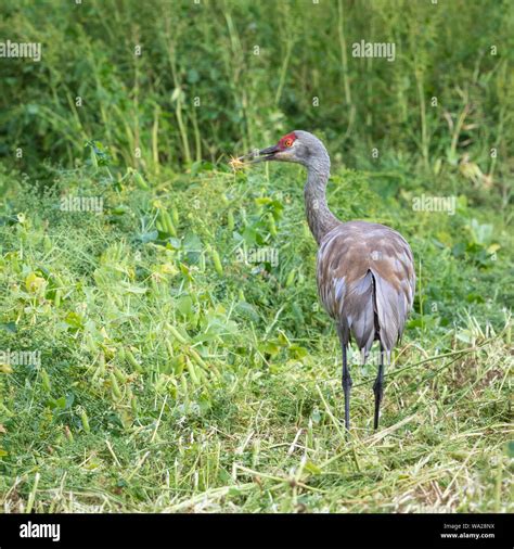 Sandhill Crane Caminando En La Hierba Fotograf As E Im Genes De Alta Resoluci N Alamy
