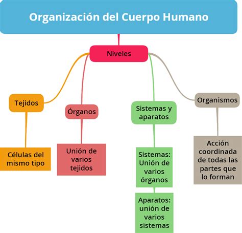 Mapa Conceptual Del Cuerpo Humano Con Todos Sus Sistemas Images