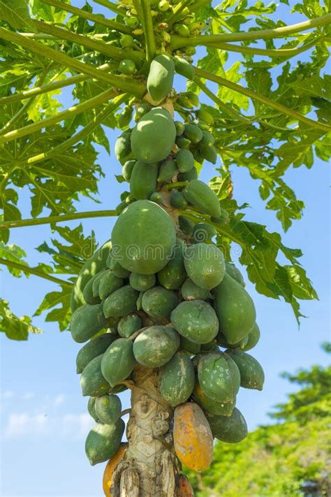 Fresh Papaya Tree With Bunch Of Fruits Stock Photo Image Of King