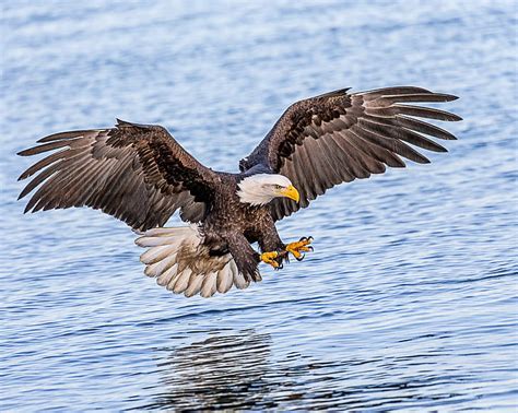 Hd Wallpaper Bald Eagle Hunting In Ocean Talons Ready Fishing Lens