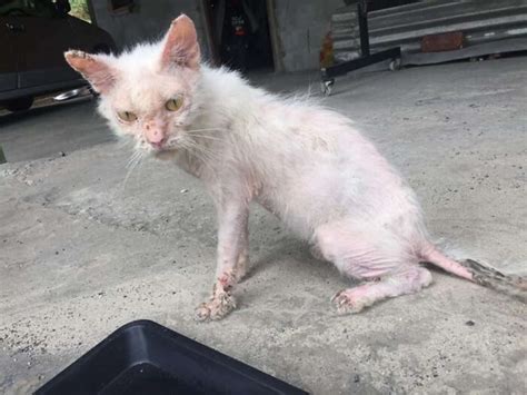 Rescuer Helps Sick Stray Kitten Transform Into Gorgeous Fluffy Cat Healthy Happy News