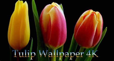Tulip Wallpaper 4k Apk For Android Download