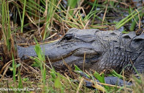 American Alligator Florida Everglades — Ready For My Close Up