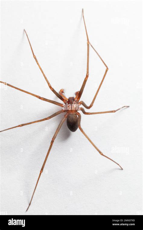 Male Brown Recluse Spider Poisonous Arachnid Stock Photo Alamy