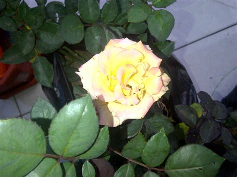 Bunga tulip memang di kenal memiliki beraneka ragam warna dan jenisnya. Bunga Warna-warni: Bunga Mawar Pink, Unggu, Putih, yang MeraH?