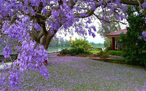 Tree With Purple Flowers House River Flowers Spring Landscape Wallpaper