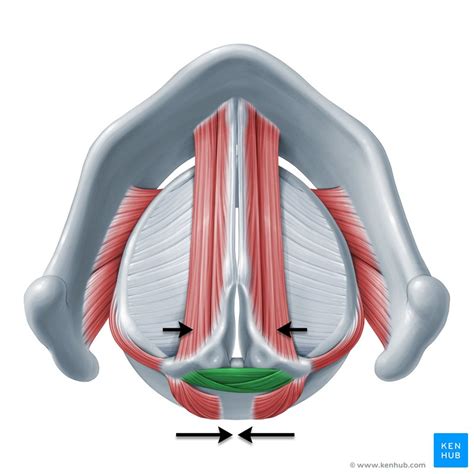 Muscles Of The Larynx Anatomy Function Diagram Kenhub Vrogue Co