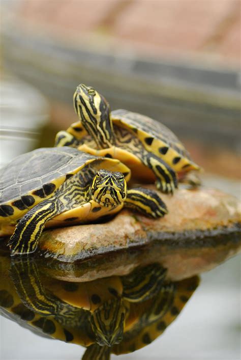 Peruse our list of the best pet turtles that stay small. Pet Turtles That Stay Small and Look Cute Forever - Pet Ponder