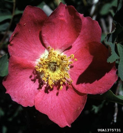 Woods Rose Rosa Woodsii Rosales Rosaceae 1375730