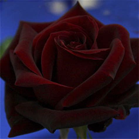 Its name comes from the latin word rosa. Black Roses - Nurseries Online