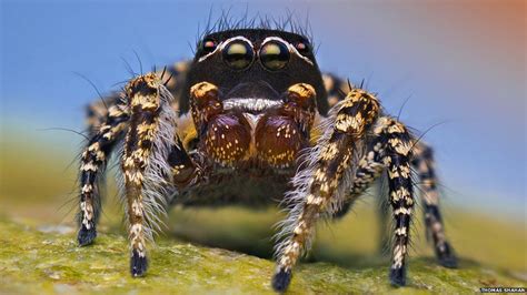 In Pictures Arizonas Jumping Spiders Fotografo Bbc Aracnídeos