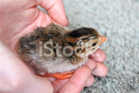 Image Of Baby Chick Brown And Yellow Guinea Fowl Chick Stock Photos