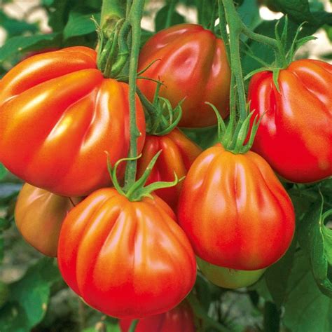 Aufrecht, dicht, buschig, hainbildend, anfangs weniger a… Italienische Ochsenherz-Tomate Aurea | Pflanzen, Tomaten ...