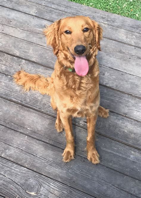 The coat color of a goldendoodle can range from white to golden or reddish to even black. flat coat golden doodle ~ this is what our Fozzy the ...