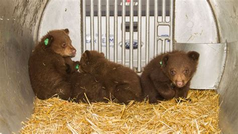Bear Cubs Get Human Help Small Animal Planet