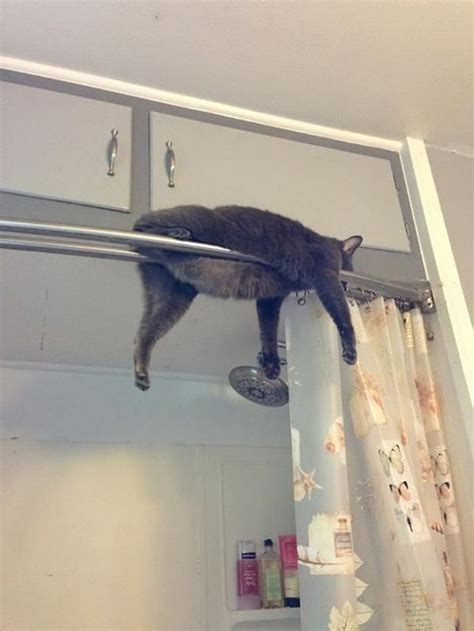 Cats Sleeping In Unusual Places 3 List