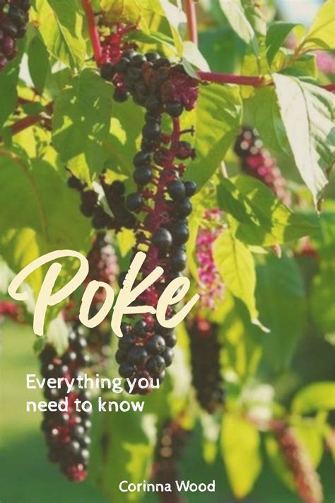 Poke Root And Poke Berry Medicine Medicinal Herbs Remedies Medicinal