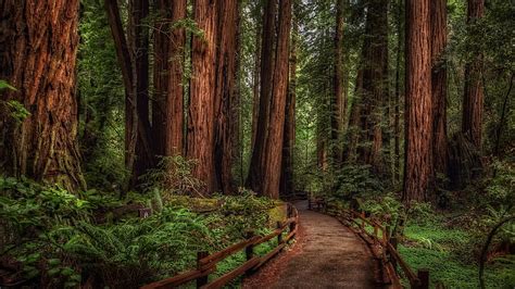 Online Crop Hd Wallpaper Woodland Redwoods National Park Forest