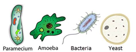 Unicellular Organisms Examples
