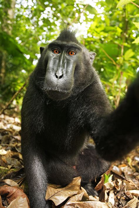 Sad monkey face: No copyright for macaque, judge provisionally rules - GantNews.com