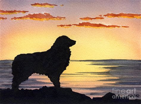 Australian Shepherd Sunset Painting By David Rogers
