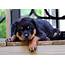 Rules Of The Jungle Rottweiler Puppy