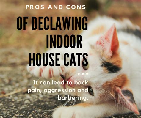 Pros And Cons Of Declawing Your Indoor House Cat Hubpages