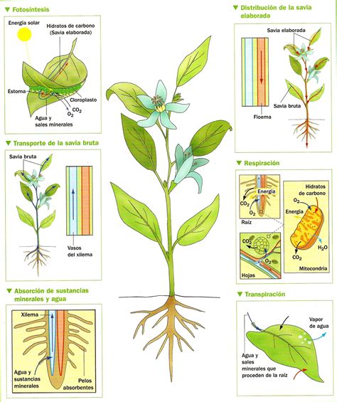 Que Es La Transpiracion En Las Plantas Rela