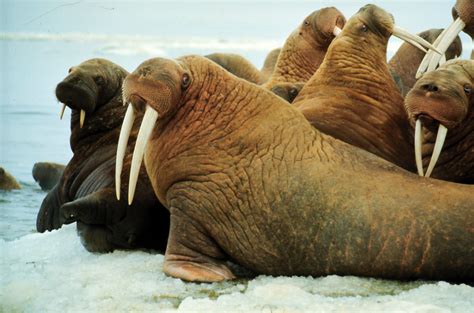 Climate Change And The Arctic Marine Mammal Commission