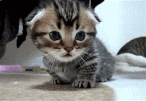 đoạn phim ngắn cute kitten gif đáng yêu nhất mọi thời đại