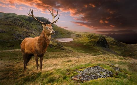 Picture Deer Scenery Grass Clouds Animal 3840x2400